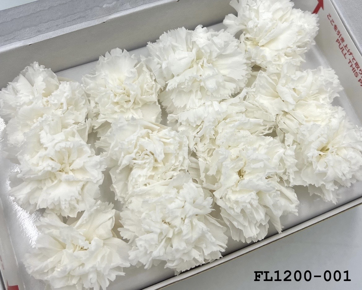 日本不凋小輪康乃馨 (12朵) FL1200-001