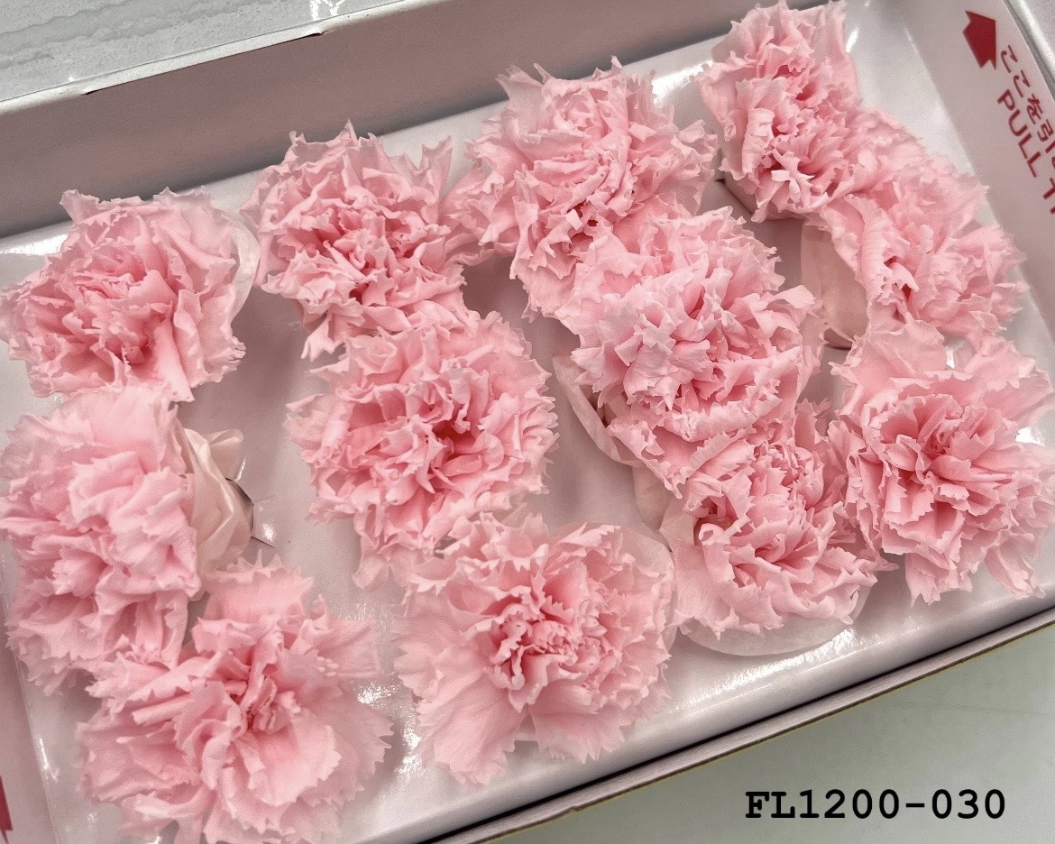 日本不凋小輪康乃馨 (12朵) FL1200-030