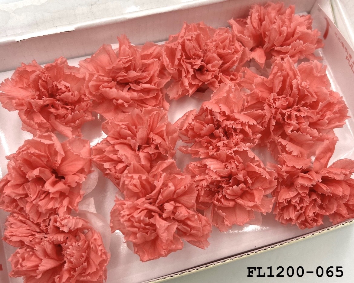 日本不凋小輪康乃馨 (12朵) FL1200-065