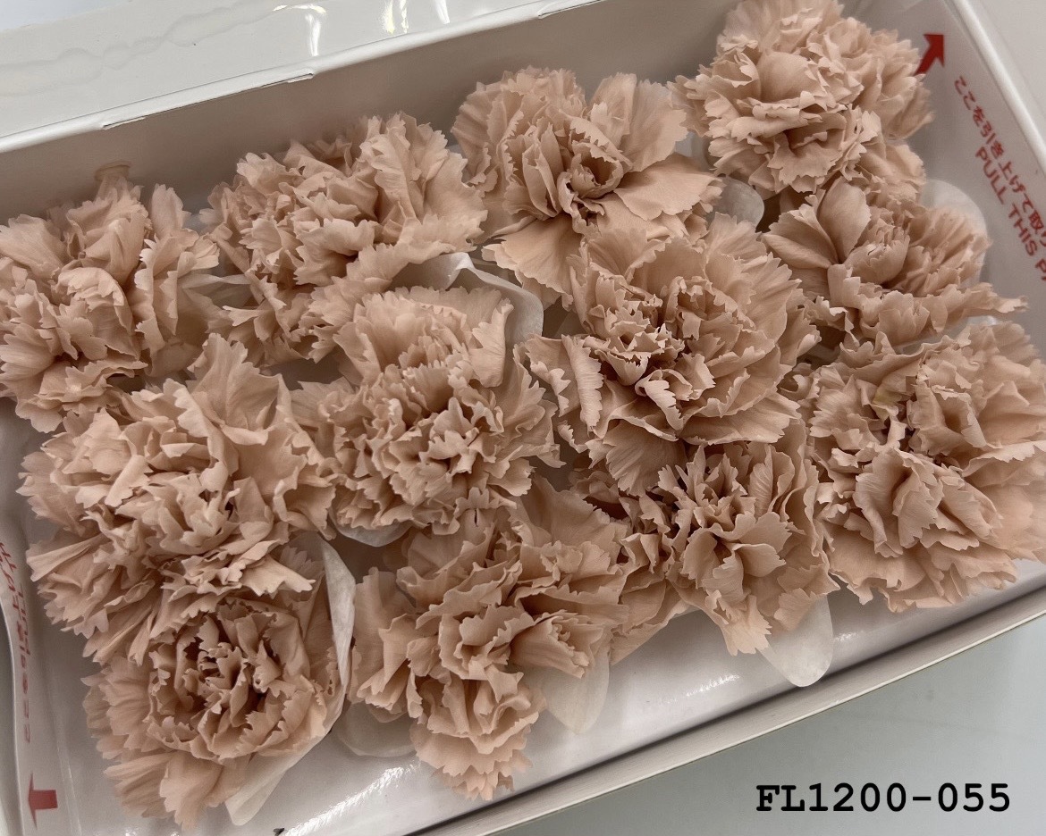 日本不凋小輪康乃馨 (12朵) FL1200-055