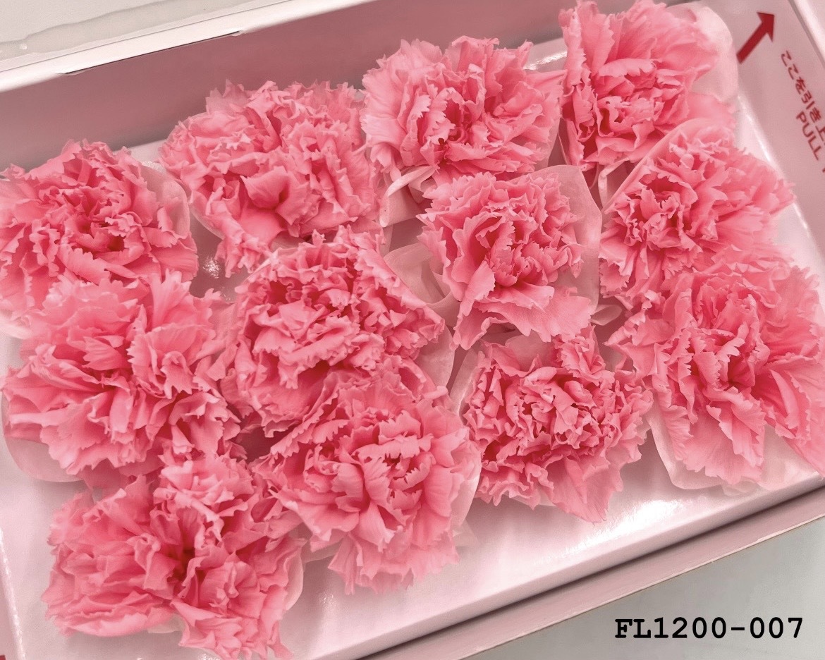 日本不凋小輪康乃馨 (12朵) FL1200-007