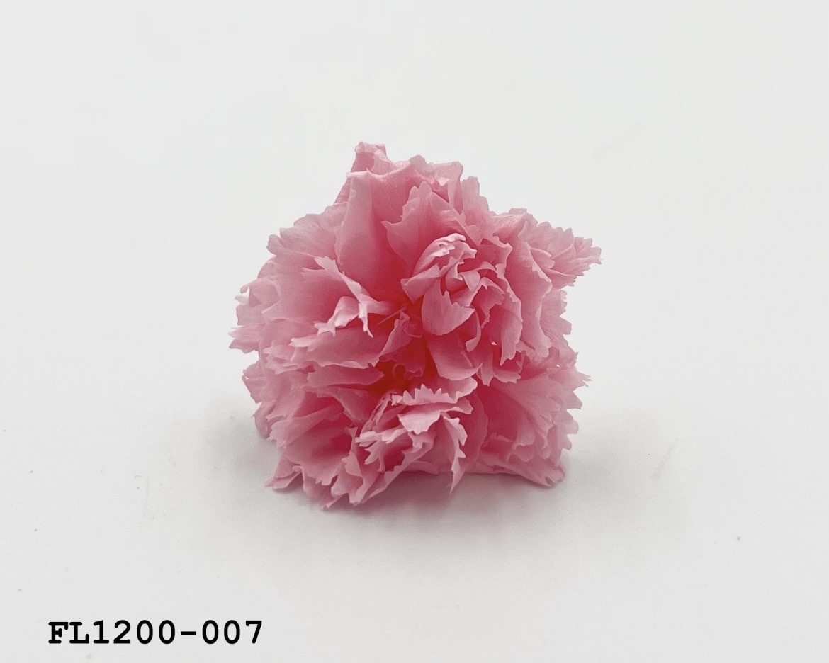 日本不凋小輪康乃馨 (12朵) FL1200-007