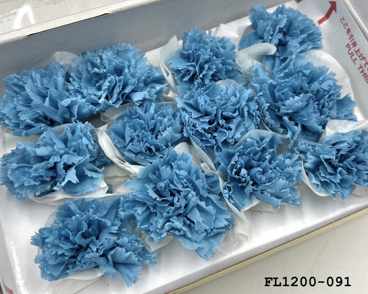 日本不凋小輪康乃馨 (12朵) FL1200-091