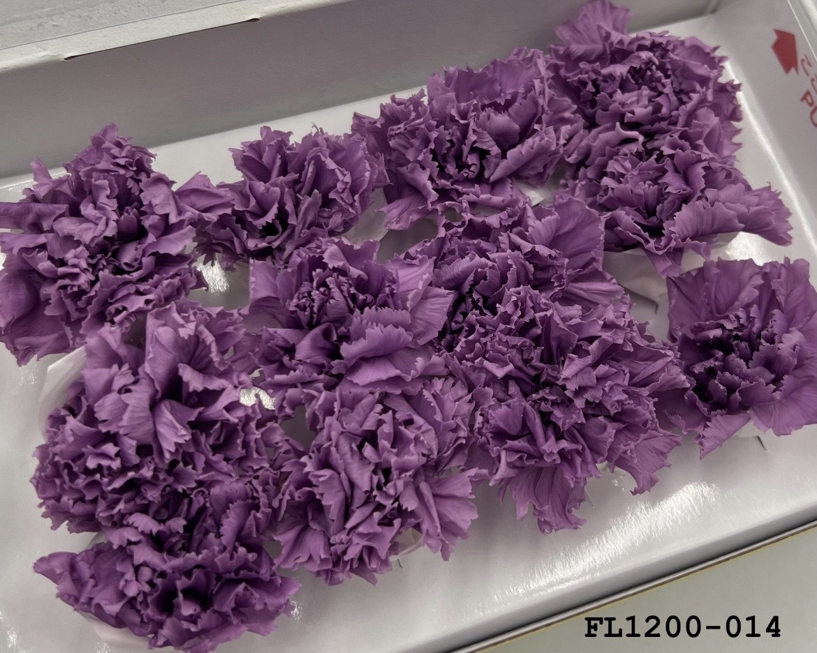 日本不凋小輪康乃馨 (12朵) FL1200-014