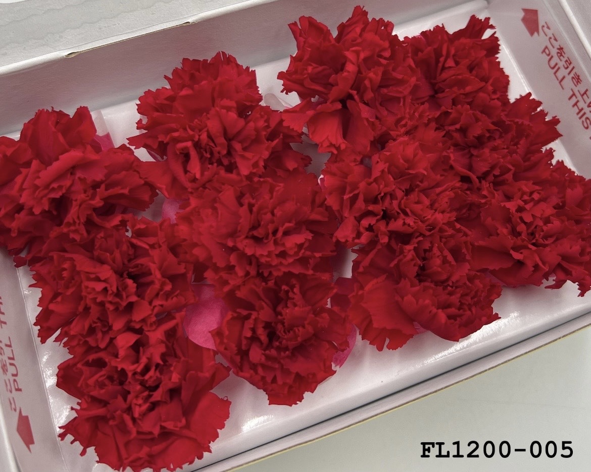 日本不凋小輪康乃馨 (12朵) FL1200-005