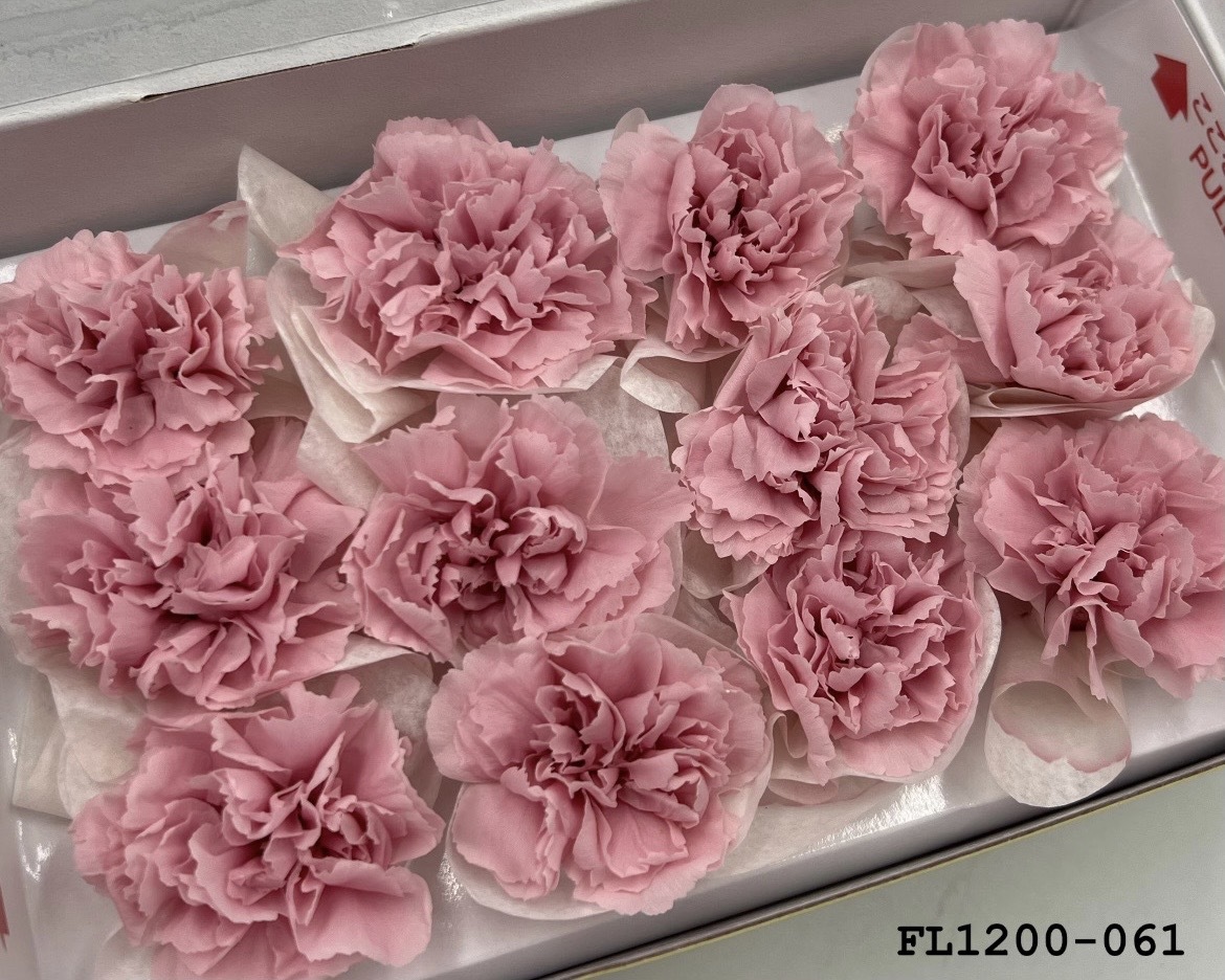 日本不凋小輪康乃馨 (12朵) FL1200-061