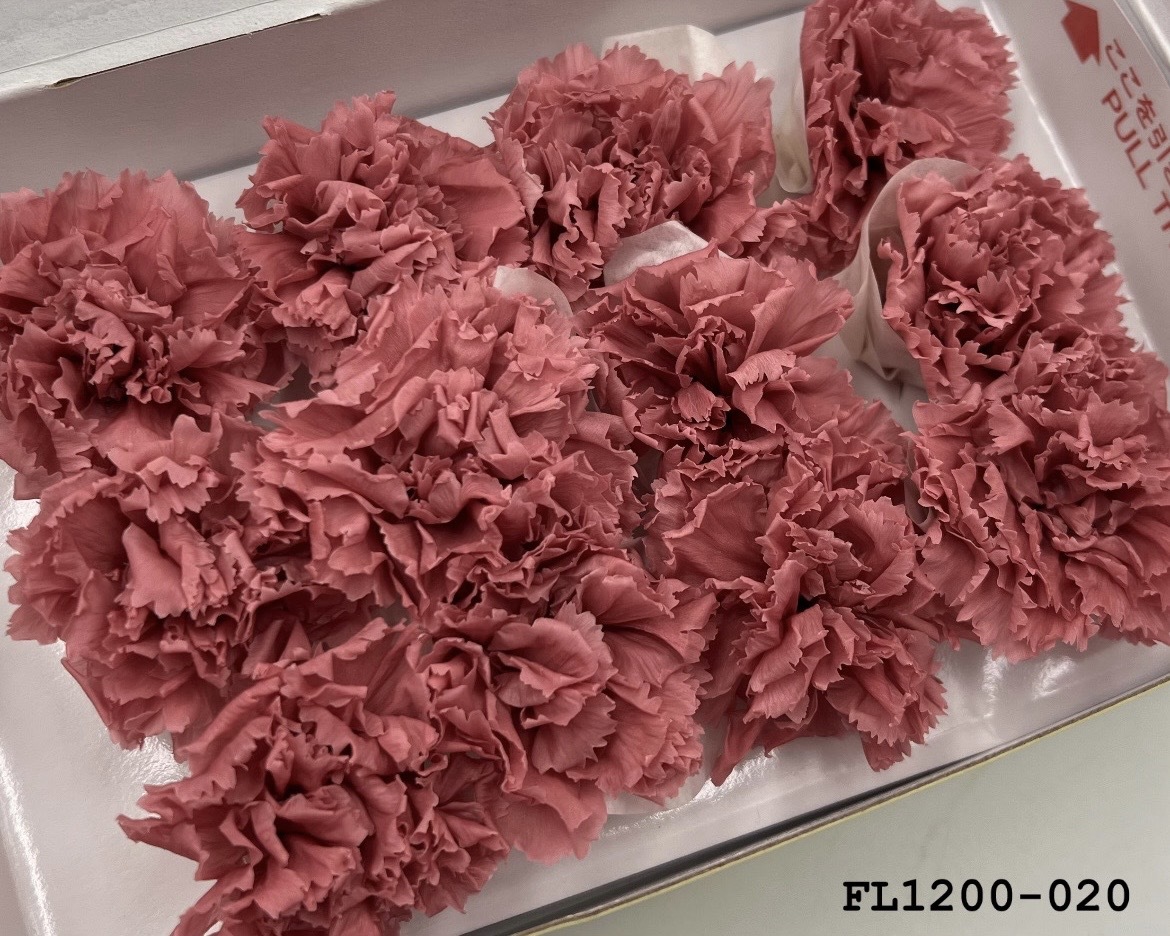 日本不凋小輪康乃馨 (12朵) FL1200-020