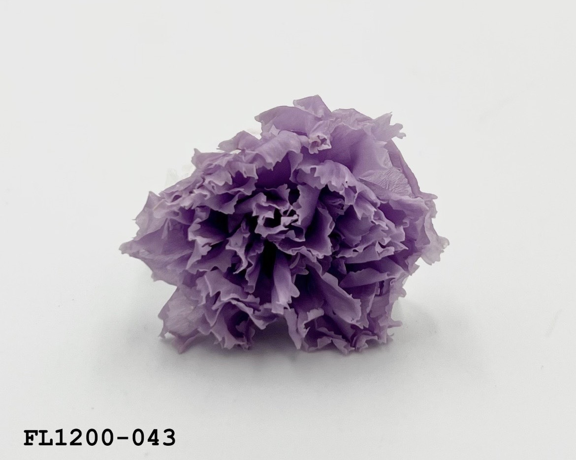 日本不凋小輪康乃馨 (12朵) FL1200-043