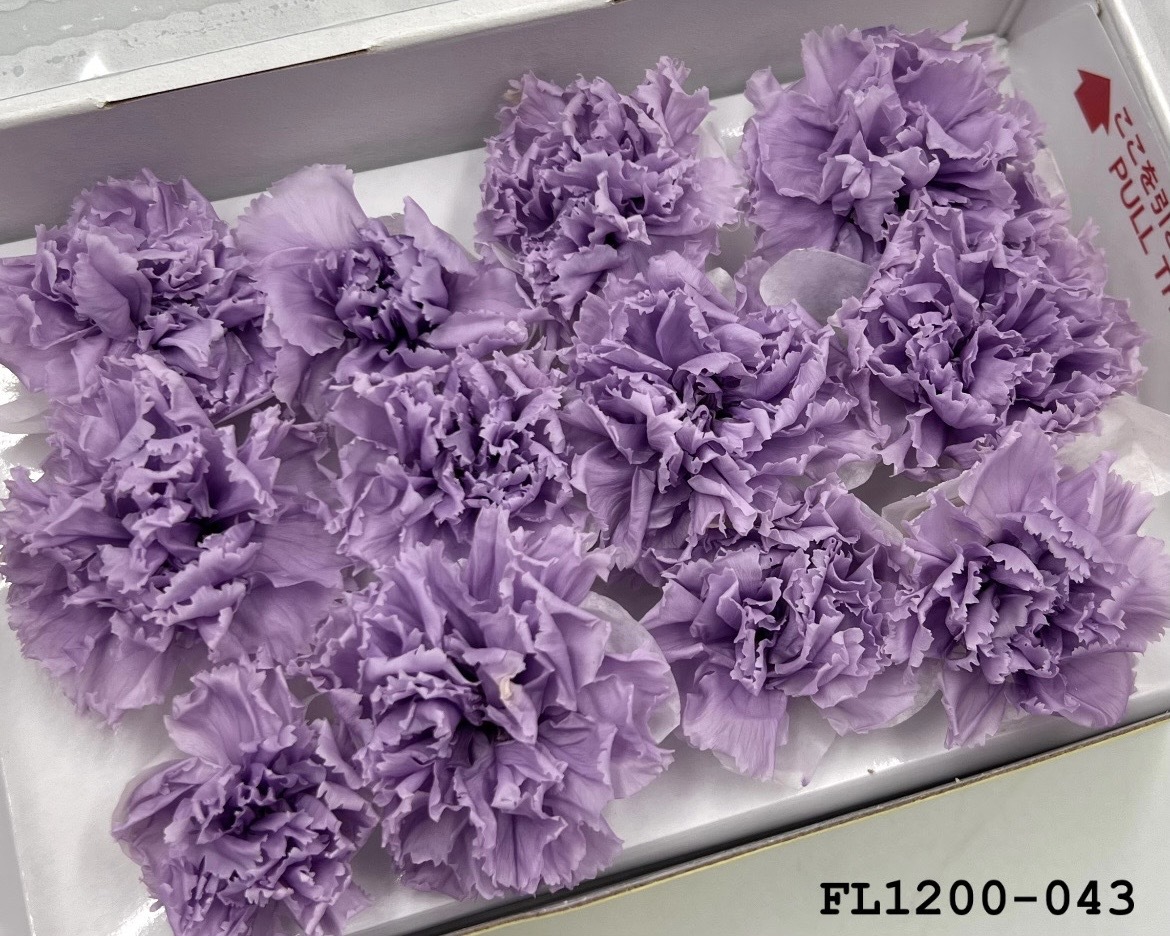 日本不凋小輪康乃馨 (12朵) FL1200-043