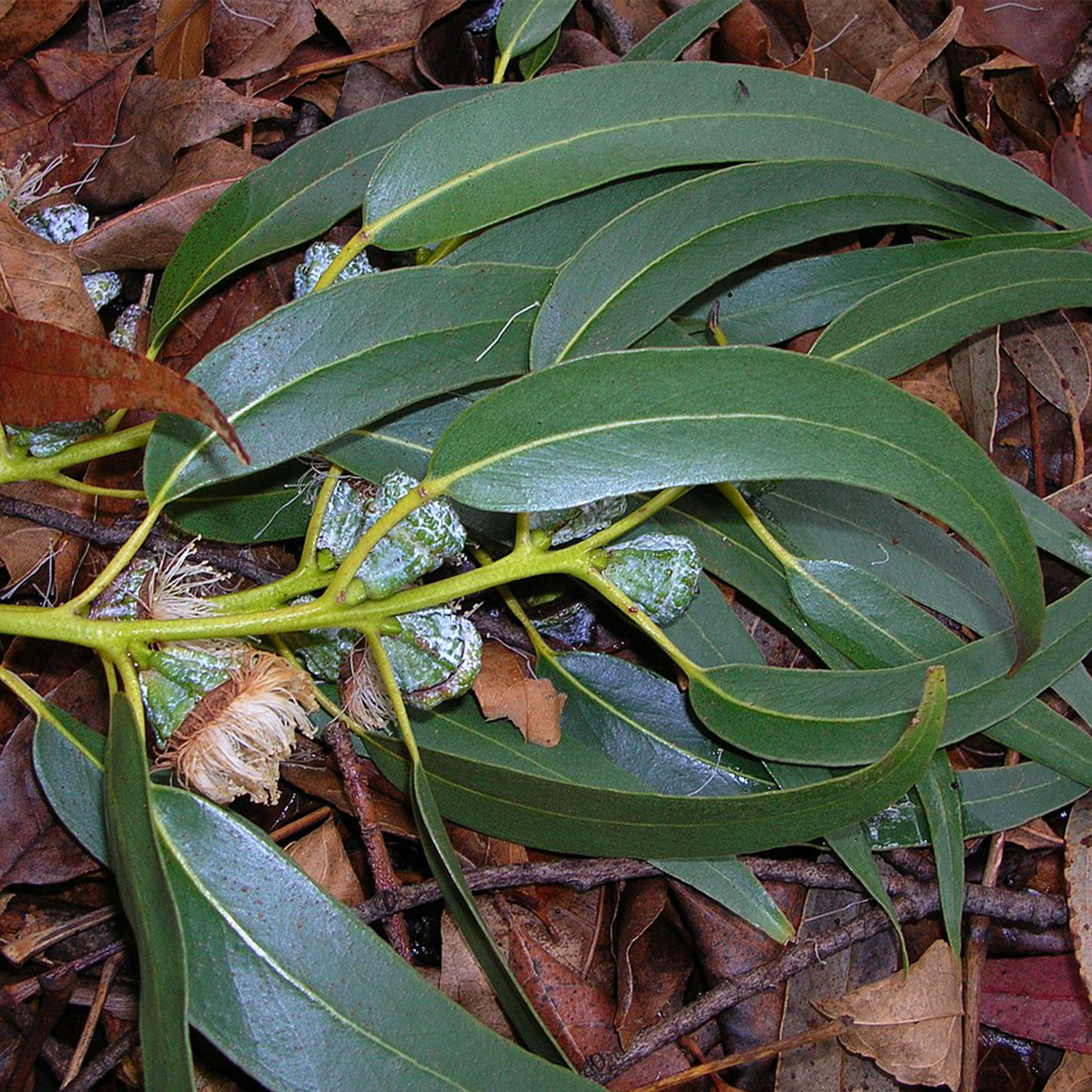 尤加利精油, 桉油醇, 蒸氣蒸餾, 空氣淨化, 提升環境氛圍, 清涼香氣, 皮膚護理, 自然療法, 呼吸系統支持, 安心使用, 按摩油配方, 泡澡推薦, 環境噴霧, 健康生活, 香氛体验, 陰陽平衡, 涼性精油,,Eucalyptus oil