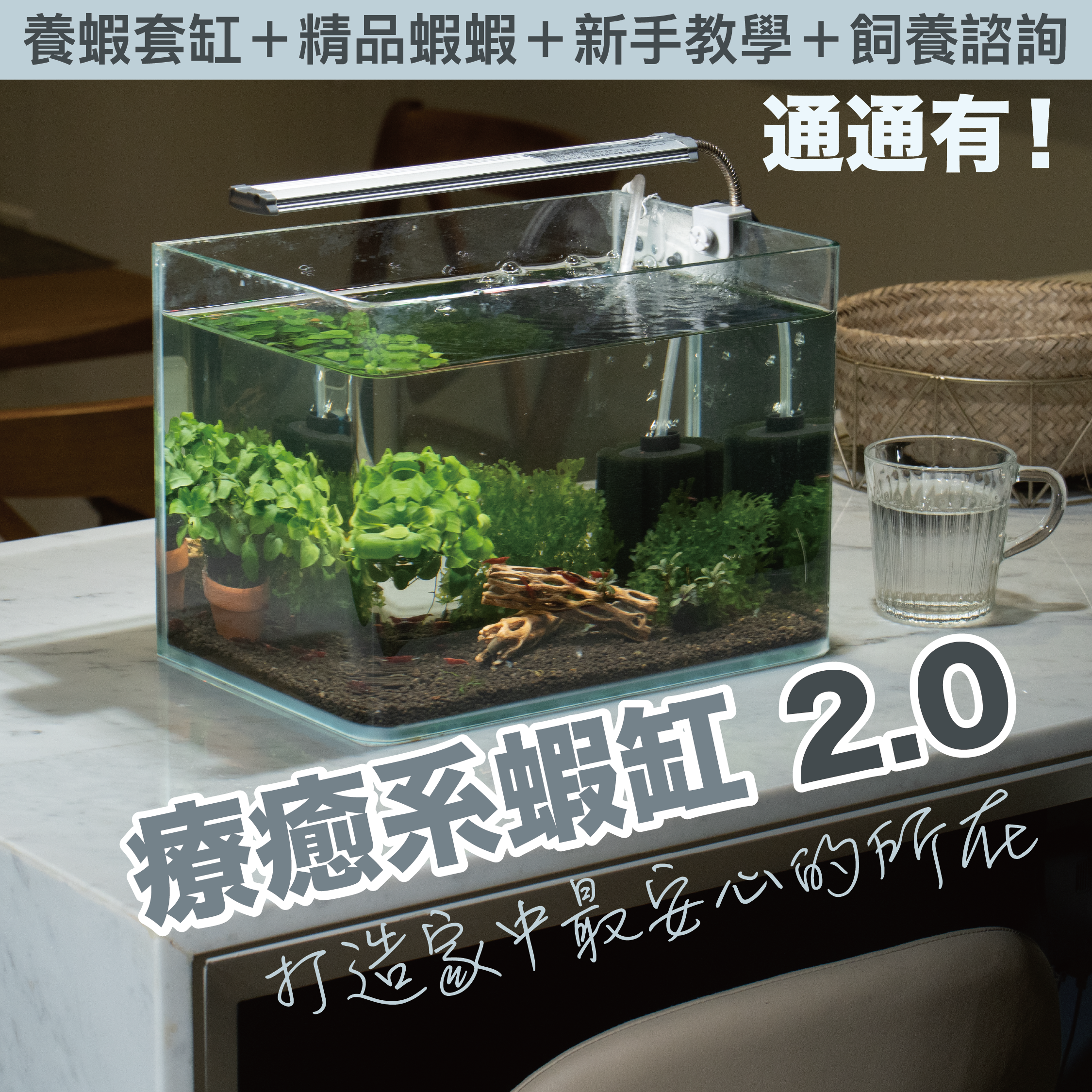 療癒系蝦缸 大全配套缸！