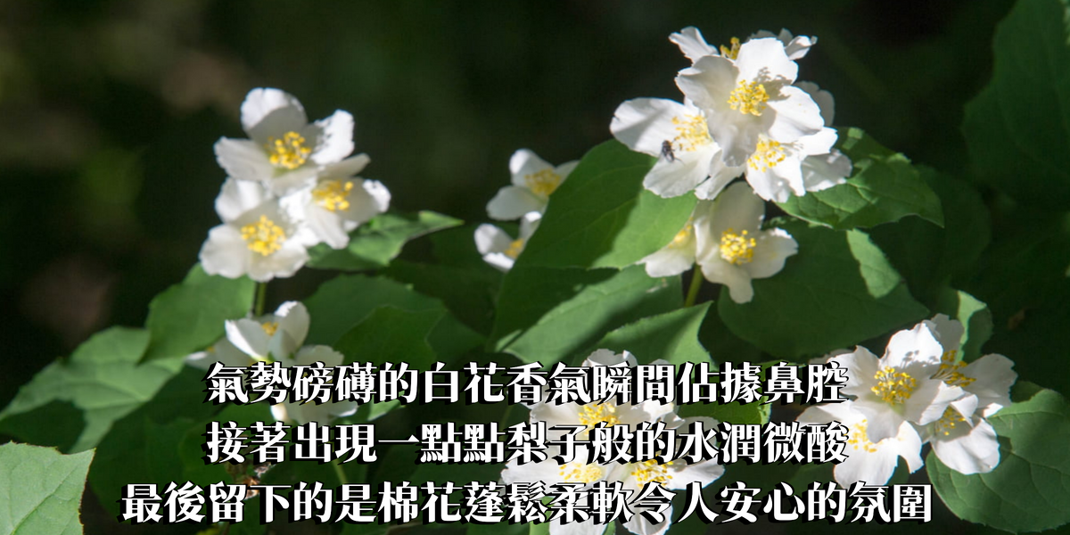 經典夜香茉莉精油香水10ml