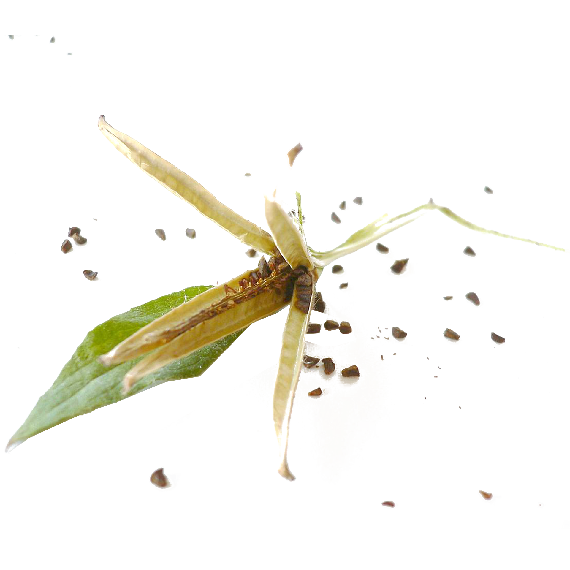 月見草基底油, 皮膚保養, 自然保健, 亞麻油酸, γ-亞麻油酸, 必須脂肪酸, 滋養肌膚, 改善乾燥, 舒緩皮膚, 天然成分, 保濕護膚, 膚質改善, 維生素E, 抗氧化, 經痛緩解, 更年期支持, Evening Primrose Oil