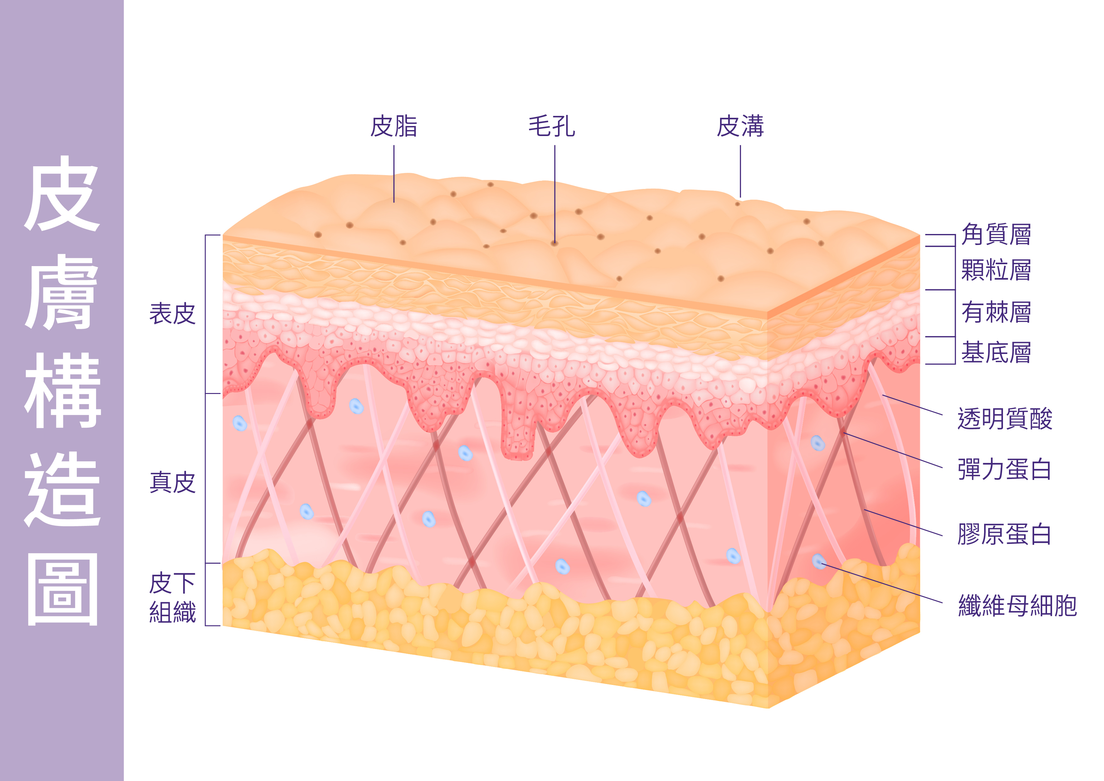 Skin-Structure-Diagram