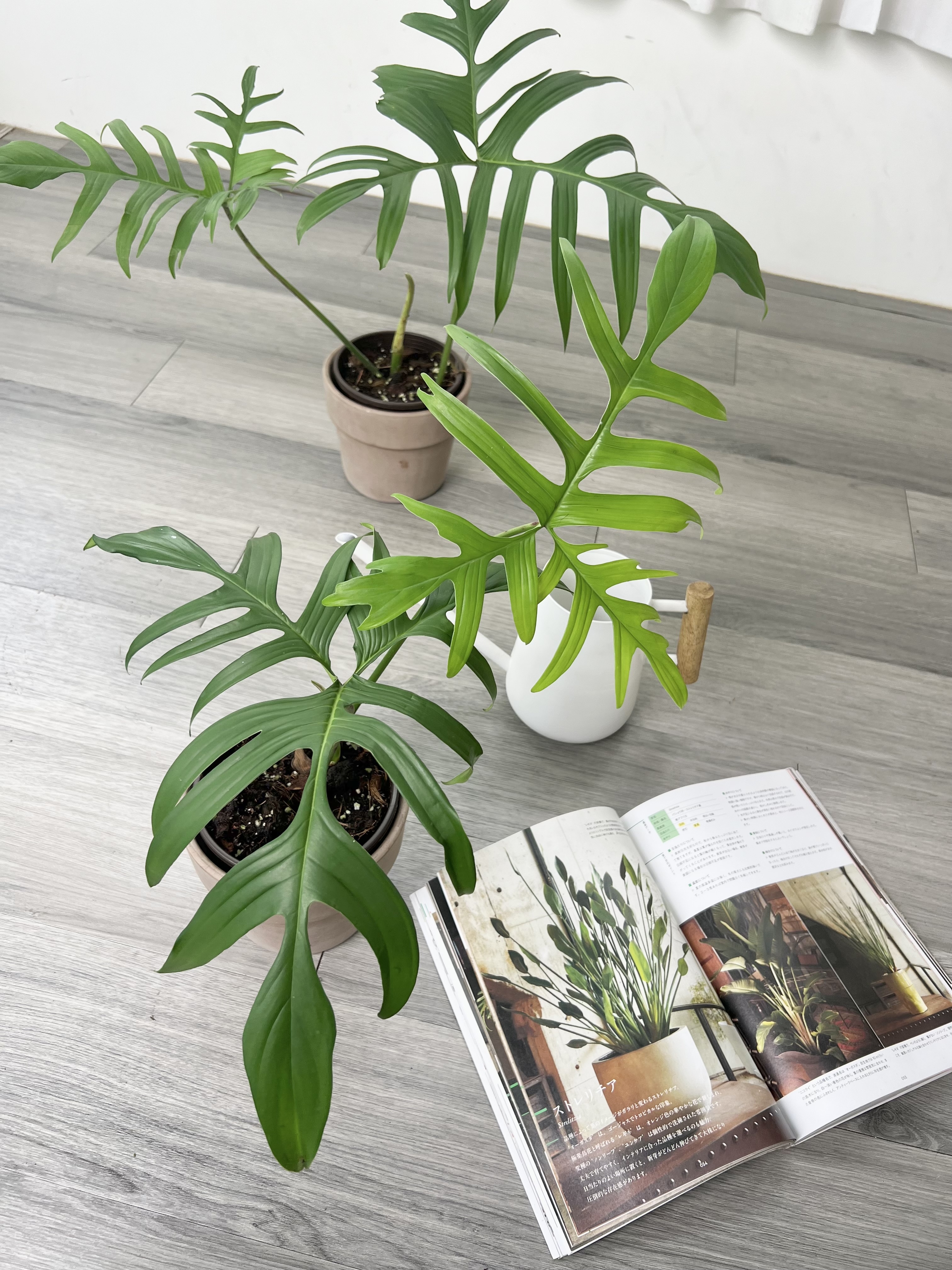 philodendron green princess variegata Philodendron White Princess main image 0