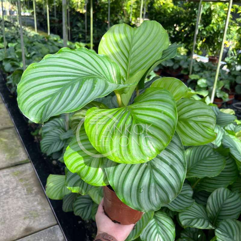 TKL - Calathea Orbifolia/Rotundifolia Fasciata/Calathea Fasciata  //