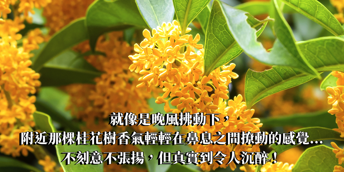 經典桂花精油香水10ml