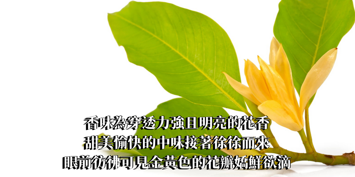 經典金香木精油香水10ml【ENFP命定香】