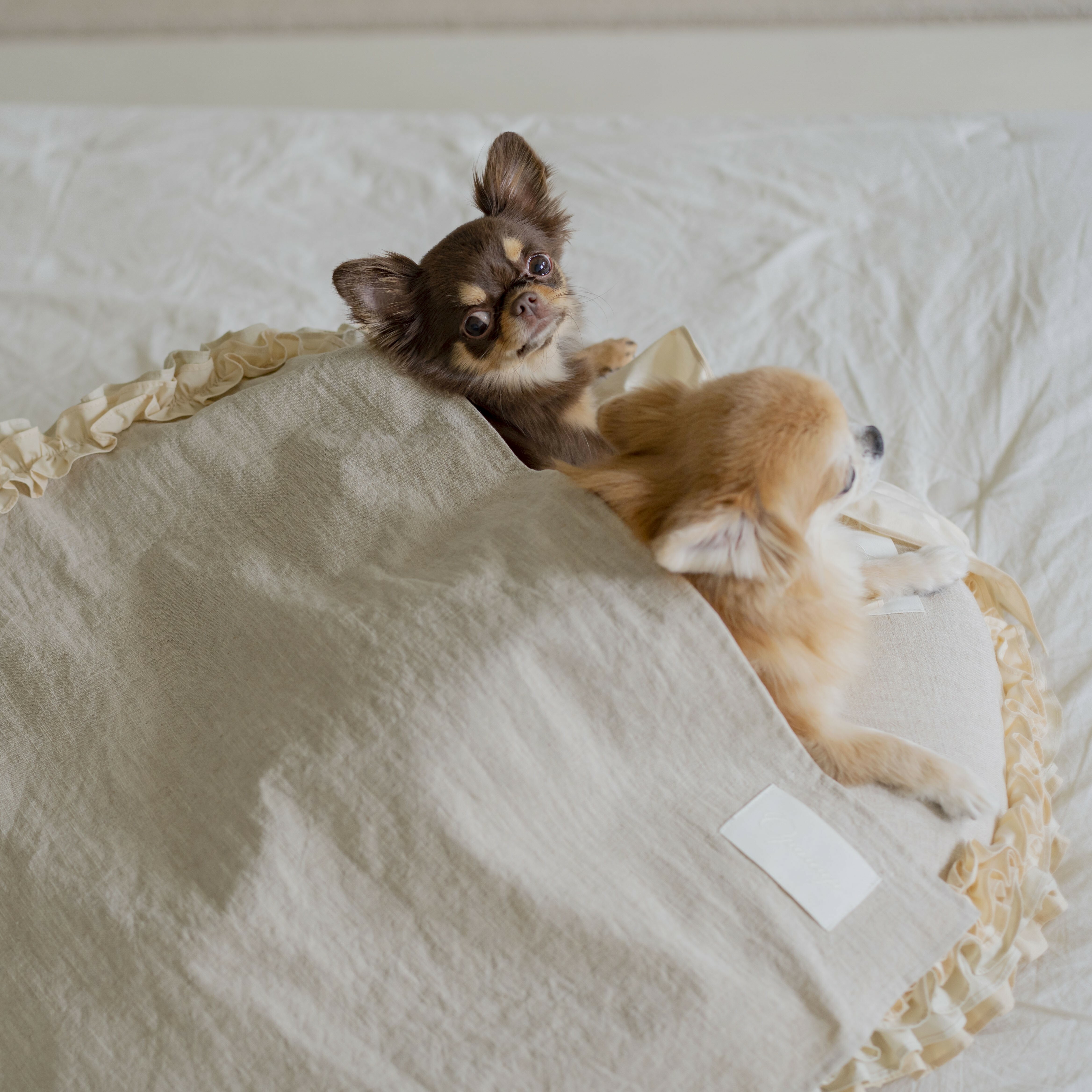 OPAAAP 牡丹荷葉薄被