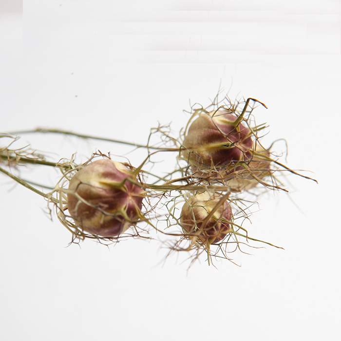 乾燥黑種草 (荷蘭)