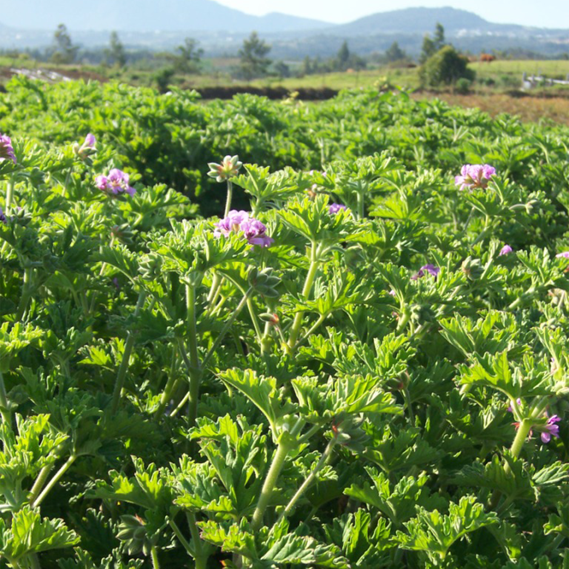 香葉天竺葵精油, 芳香療法, 皮膚保養, 情緒提升, 油脂平衡, 自然驅蟲, 淨化空氣, 安撫壓力, 護膚美容, 香水原料, 花香果香, 身心放鬆, 女性魅力, 健康光澤,Geranium Essential Oil,玫瑰天竺葵