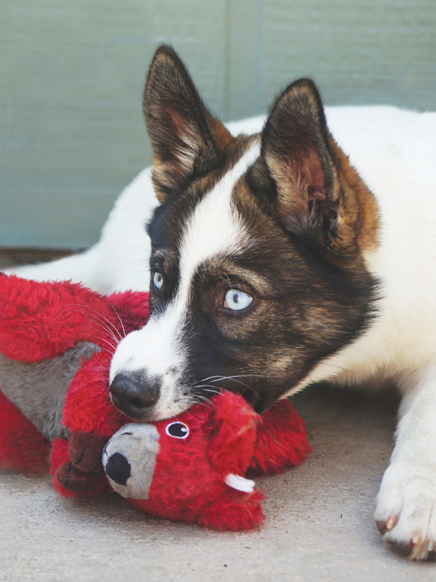 【KONG】甩甩護照紅松鼠