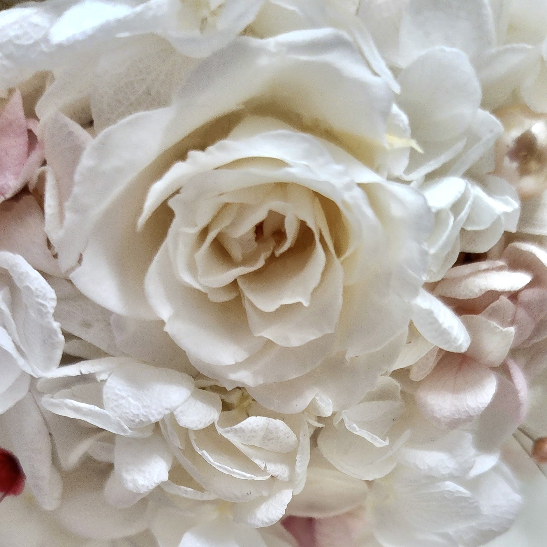 婚禮花球樹 (WA01)