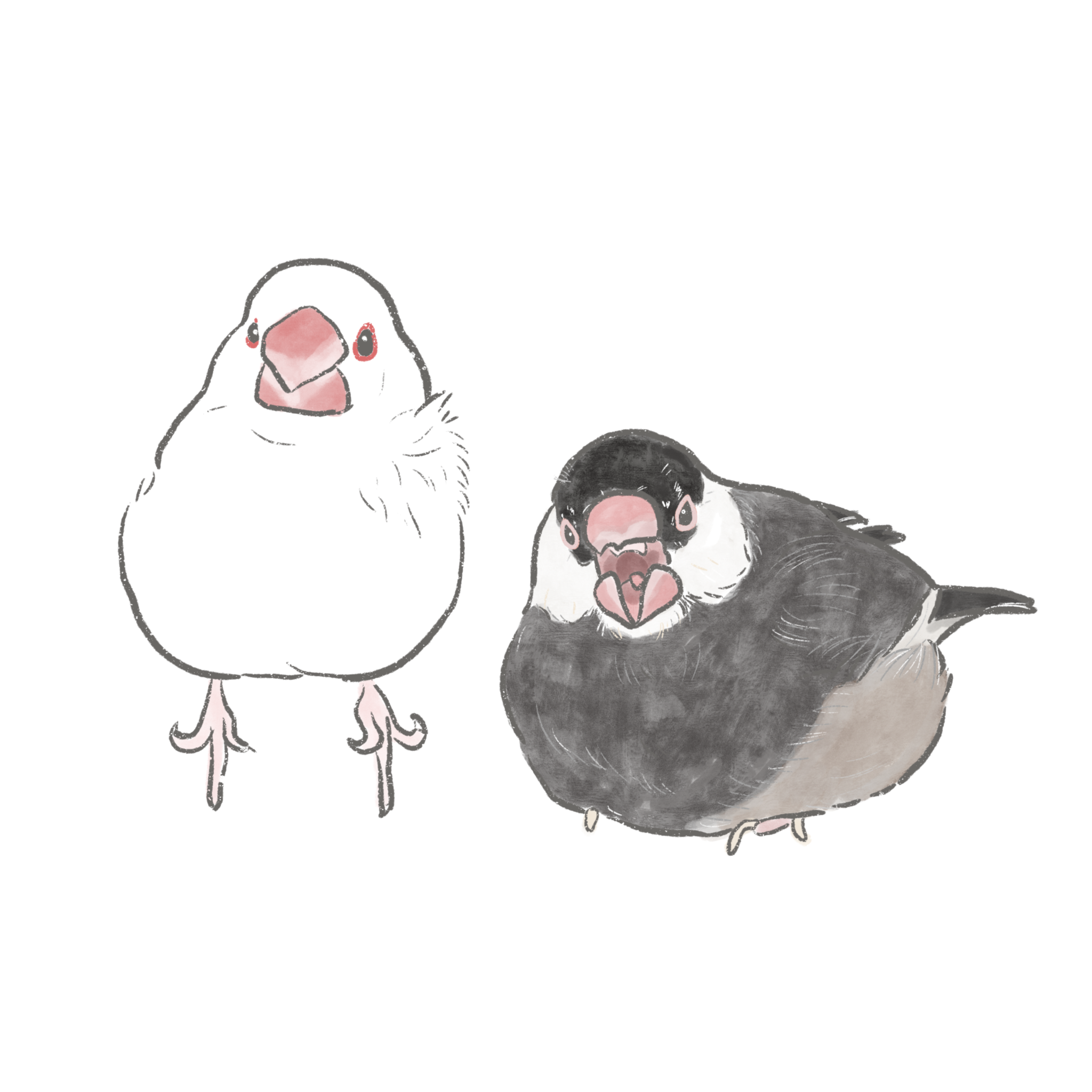 似顏繪客製化 PE01 鳥類繪製 似顏繪線條