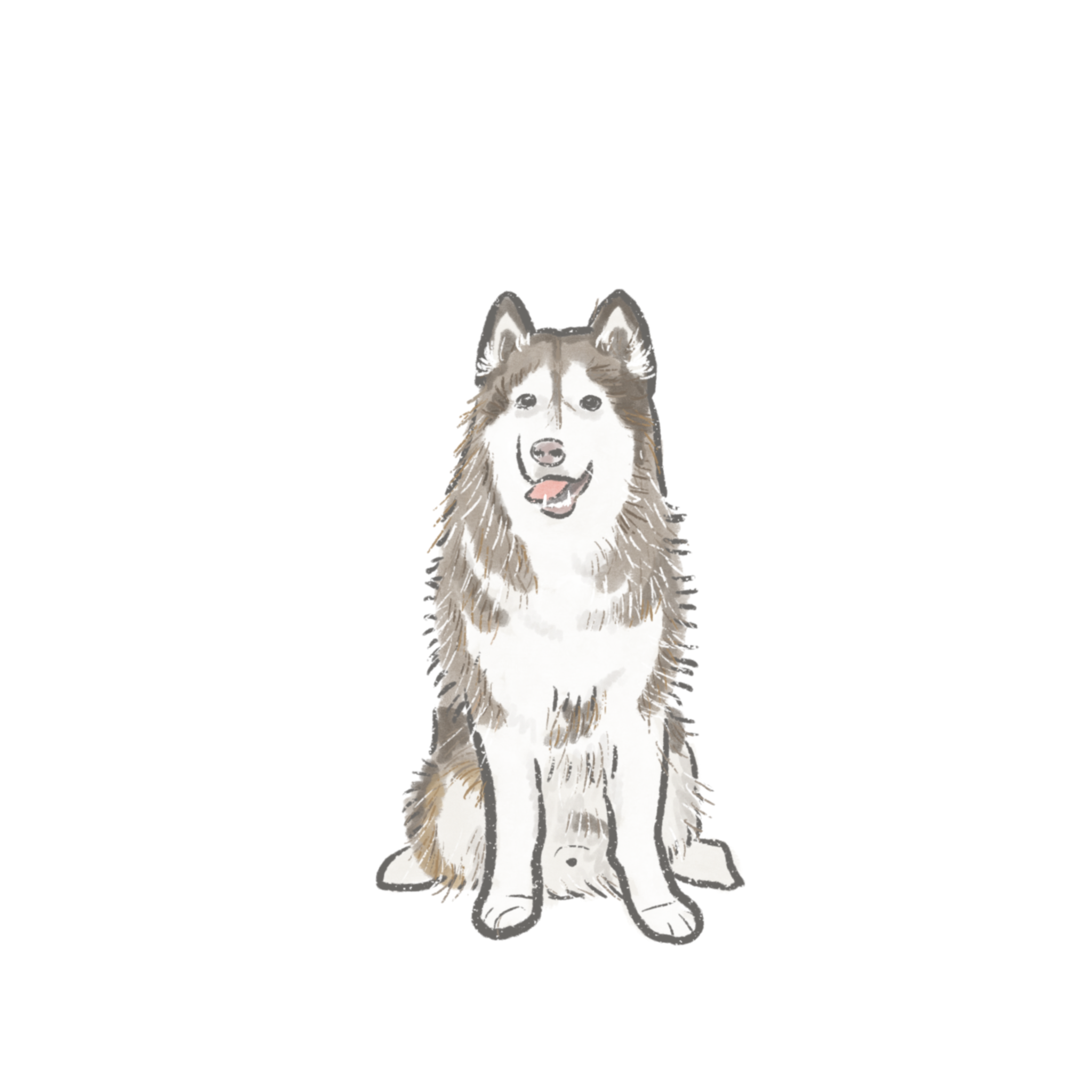 似顏繪客製化 PE01 寵物繪製哈士奇 似顏繪線條