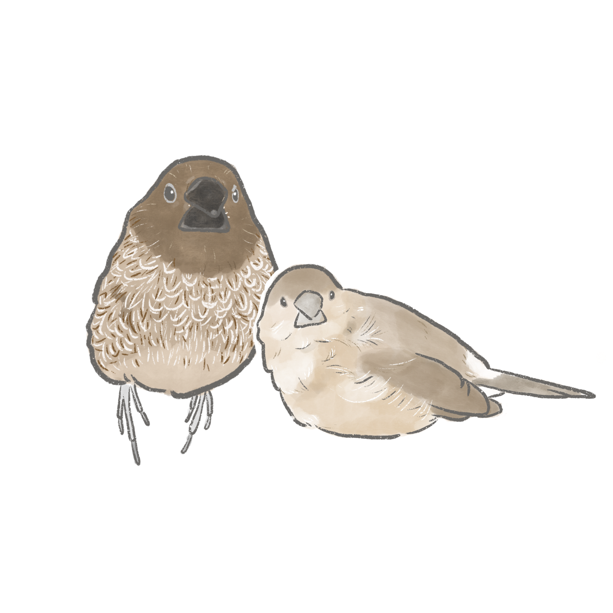 似顏繪客製化 PE01 鳥類繪製 似顏繪線條