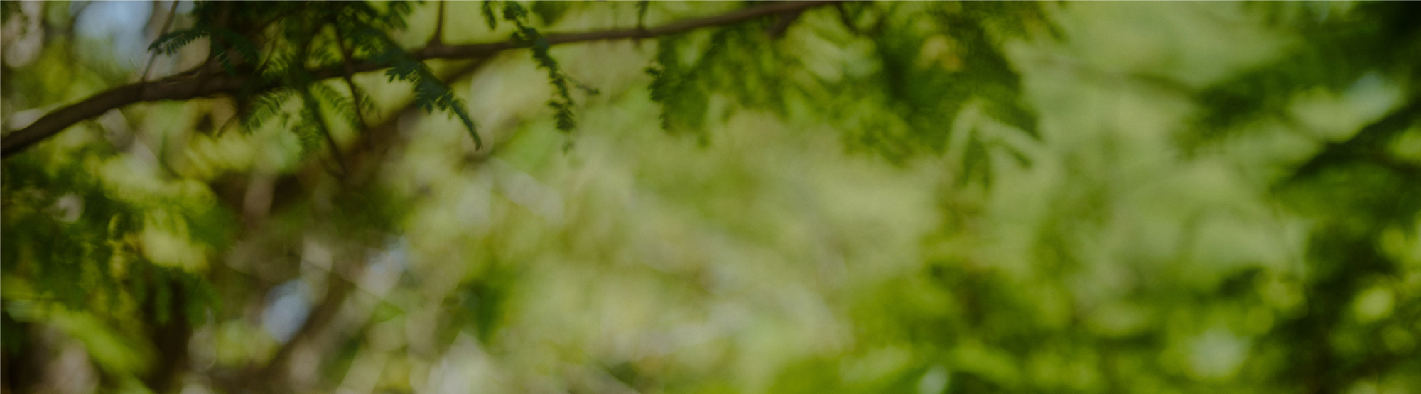 臉部白皙潤澤護理