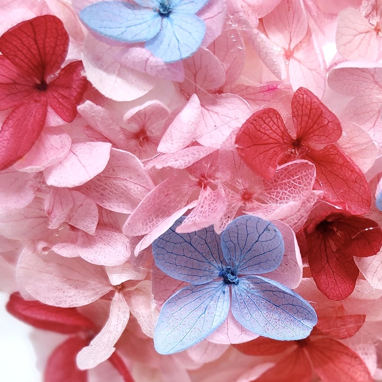 情人節花球樹 (VA01)