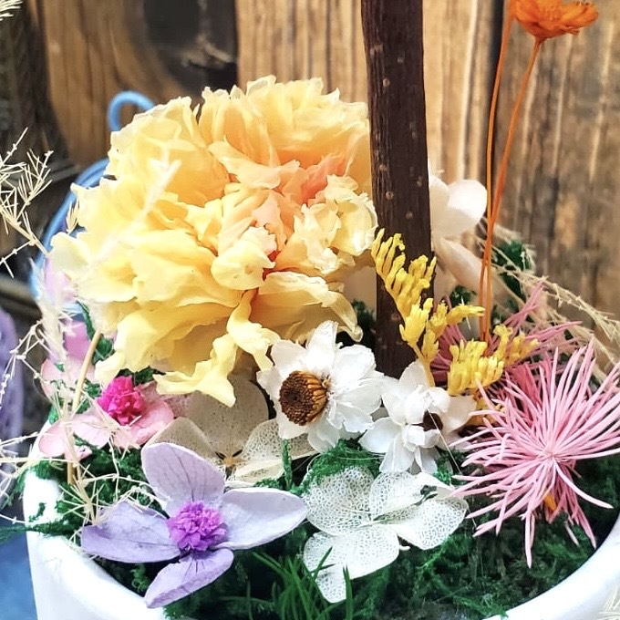 母親節花球樹 (MA03)