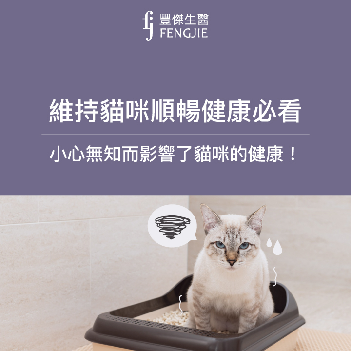 貓咪便祕如何判斷？貓咪便祕怎麼處理？預防貓咪便秘的三個方法！