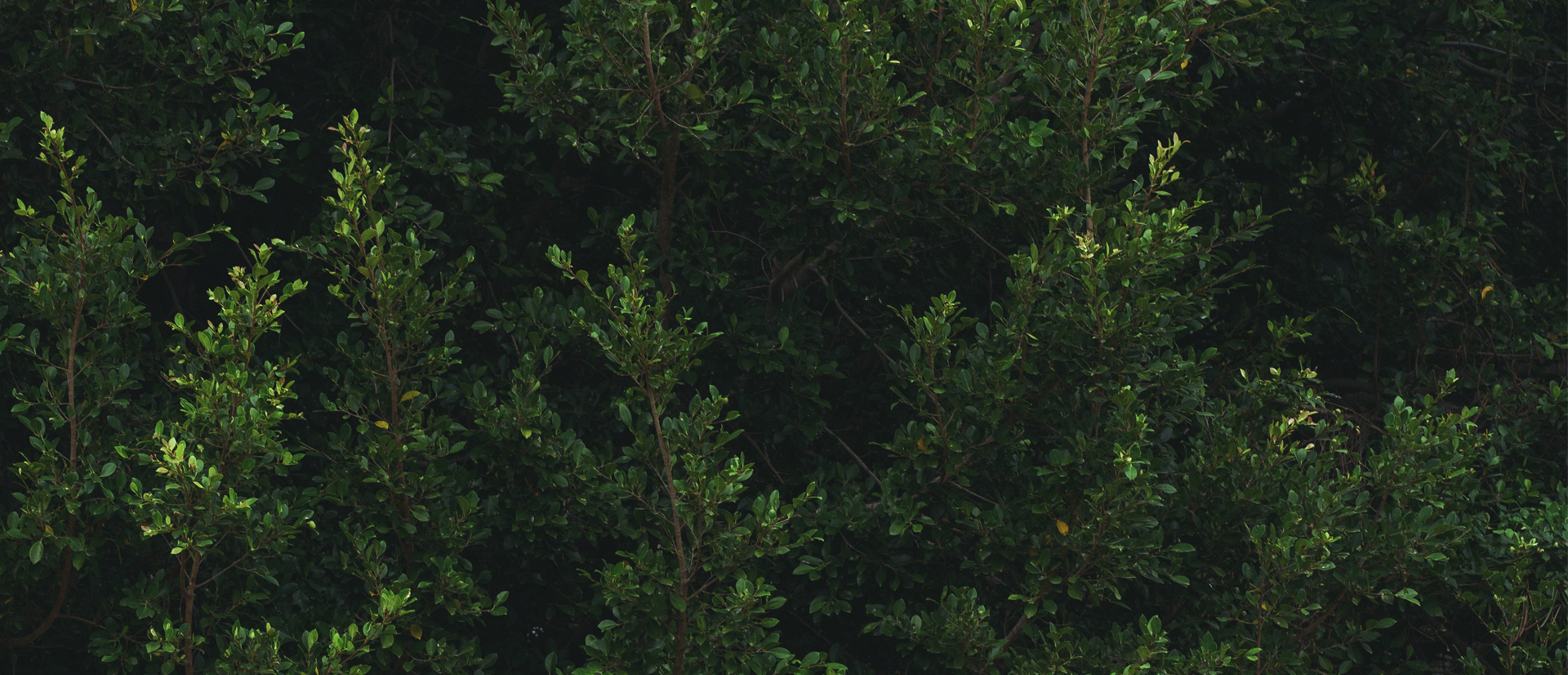 迷你臉部精緻護理療程