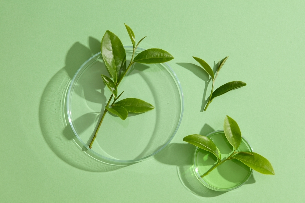 兒茶素有什麼功效？可以幫助促進代謝嗎？