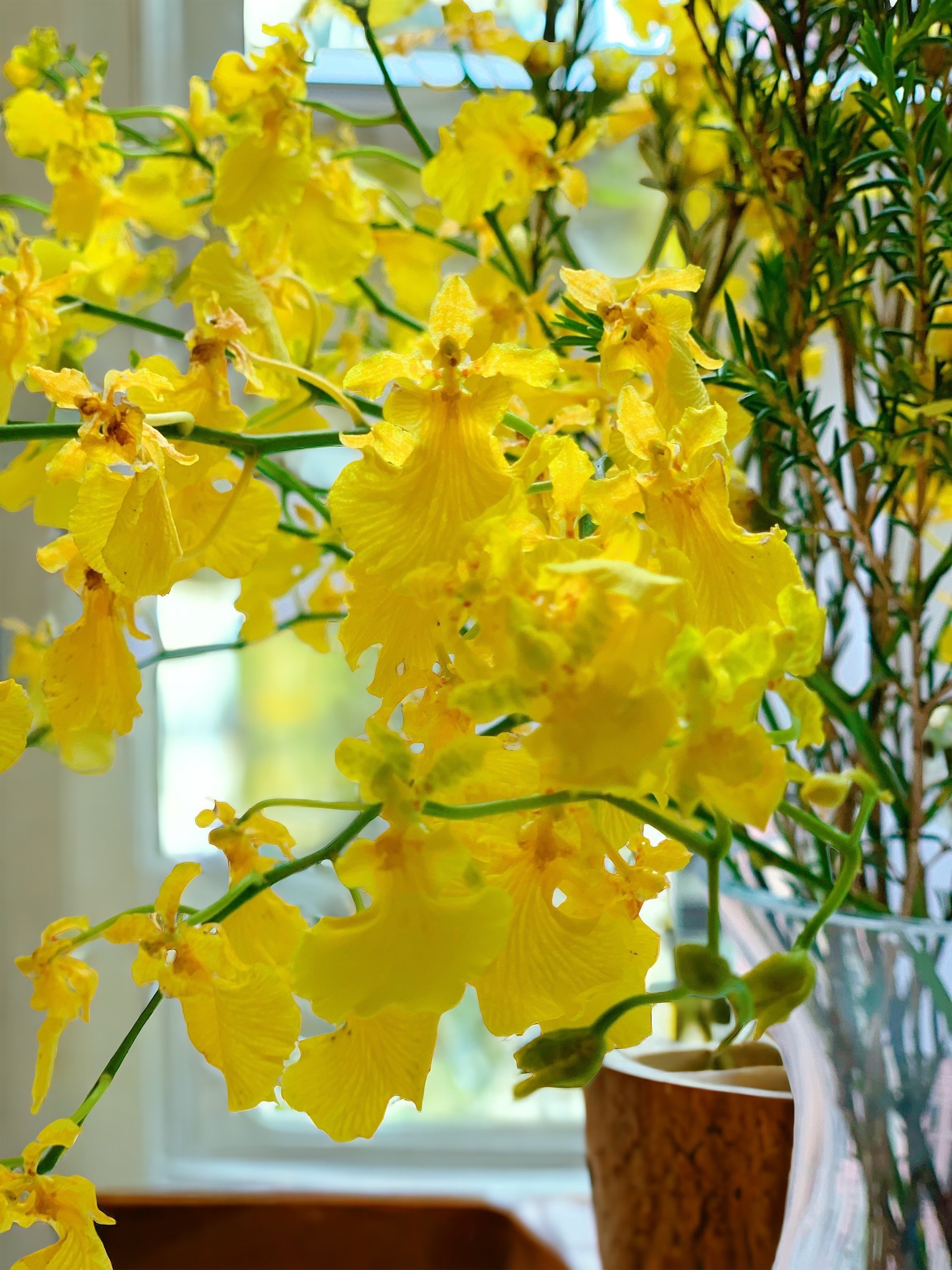 Orchid Oncidium x Chamelaucium (Happy Yellow), Fresh Cut, Yellow (H:50-60cm)