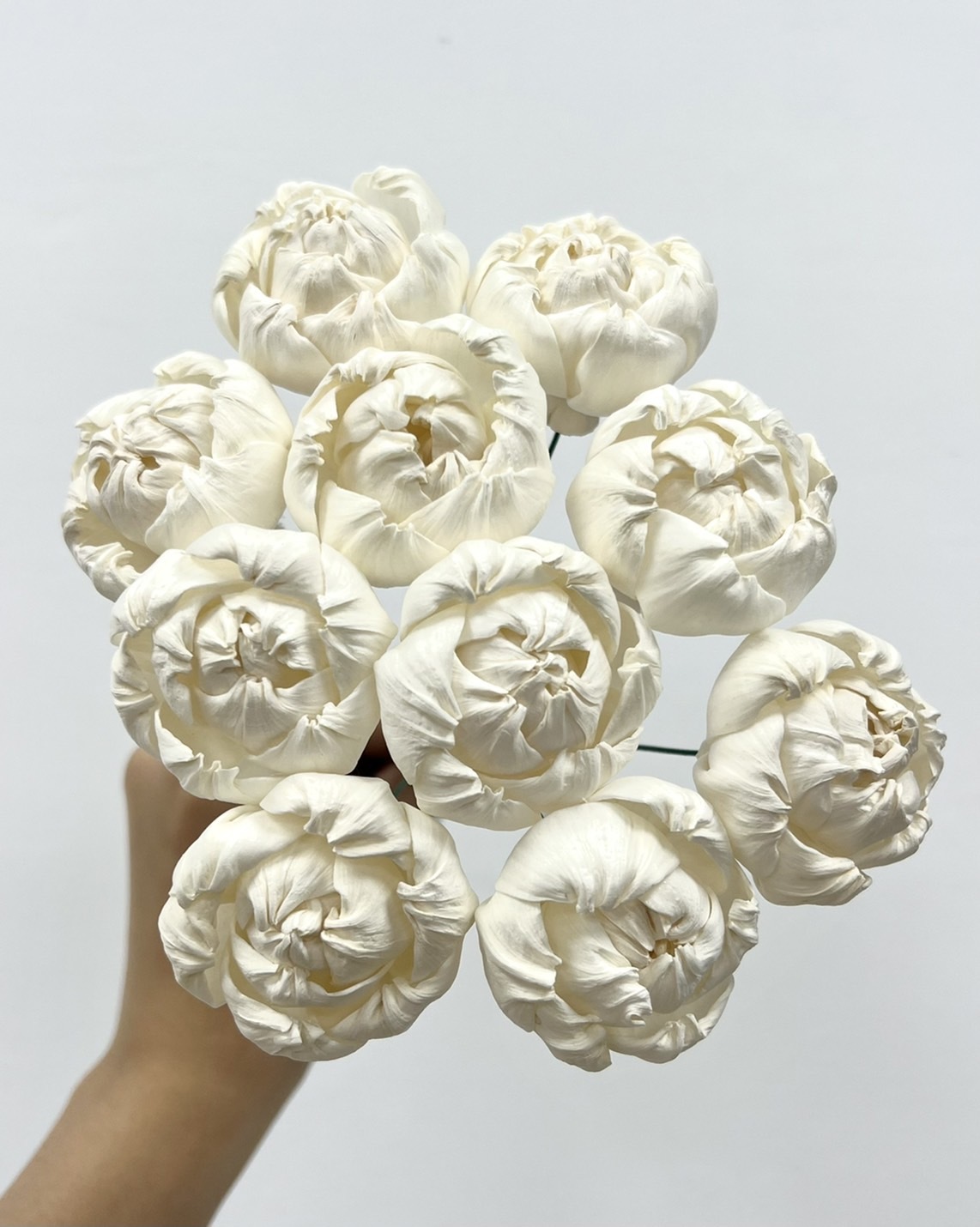 泰國索拉花 牡丹 5CM <十支一把> (高品質)