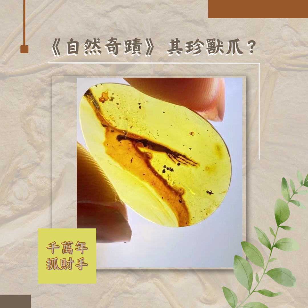 傳家款3A天然意象波羅的海琥珀珍獸類手部化石吊擺墜