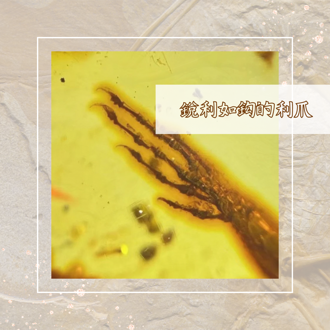 傳家款3A天然意象波羅的海琥珀珍獸類手部化石吊擺墜