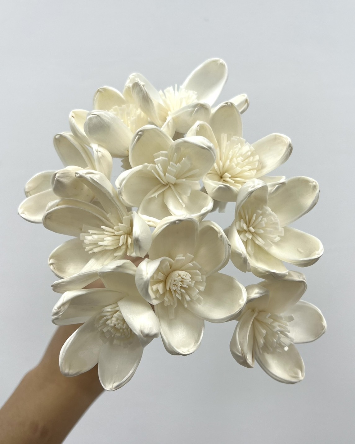 泰國索拉花 蓮花(白心) 5CM <十支一把> (高品質)
