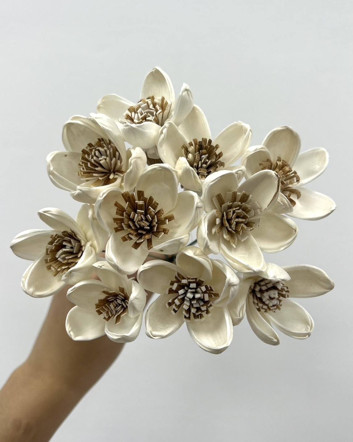 泰國索拉花  蓮花 (咖啡心) 5CM <十支一把> (高品質)