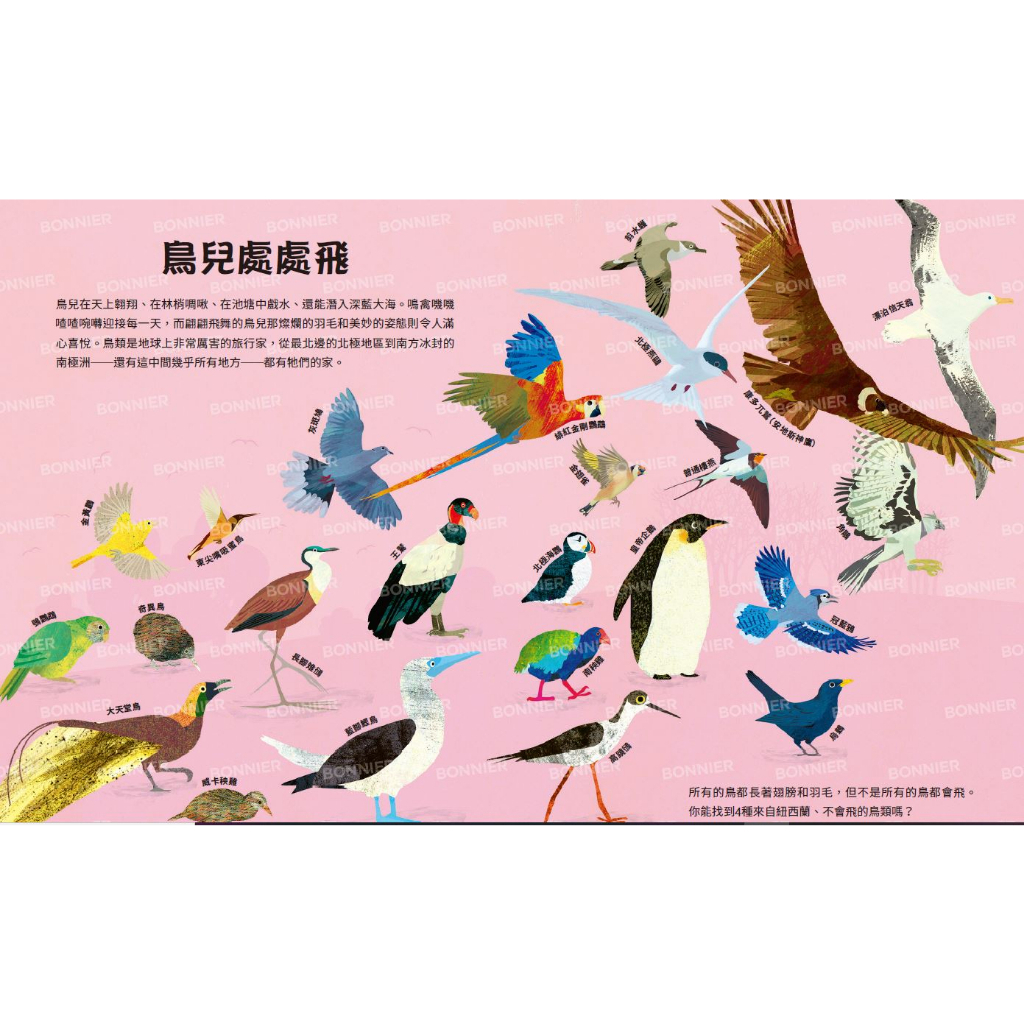 好多好多的鳥_卡蜜拉．德．拉．碧朵耶