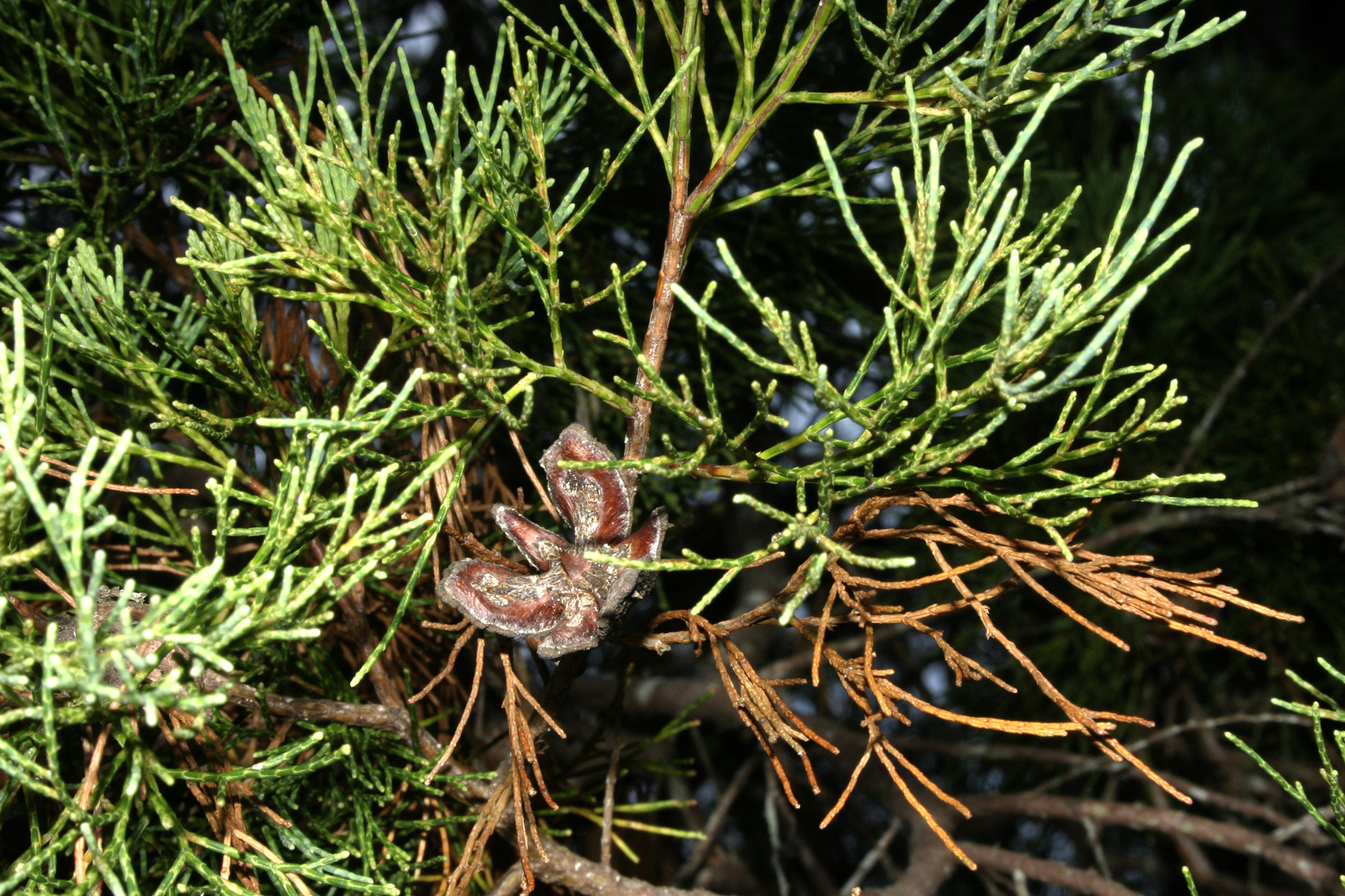 單方精油 | 藍絲柏 Blue Cypress