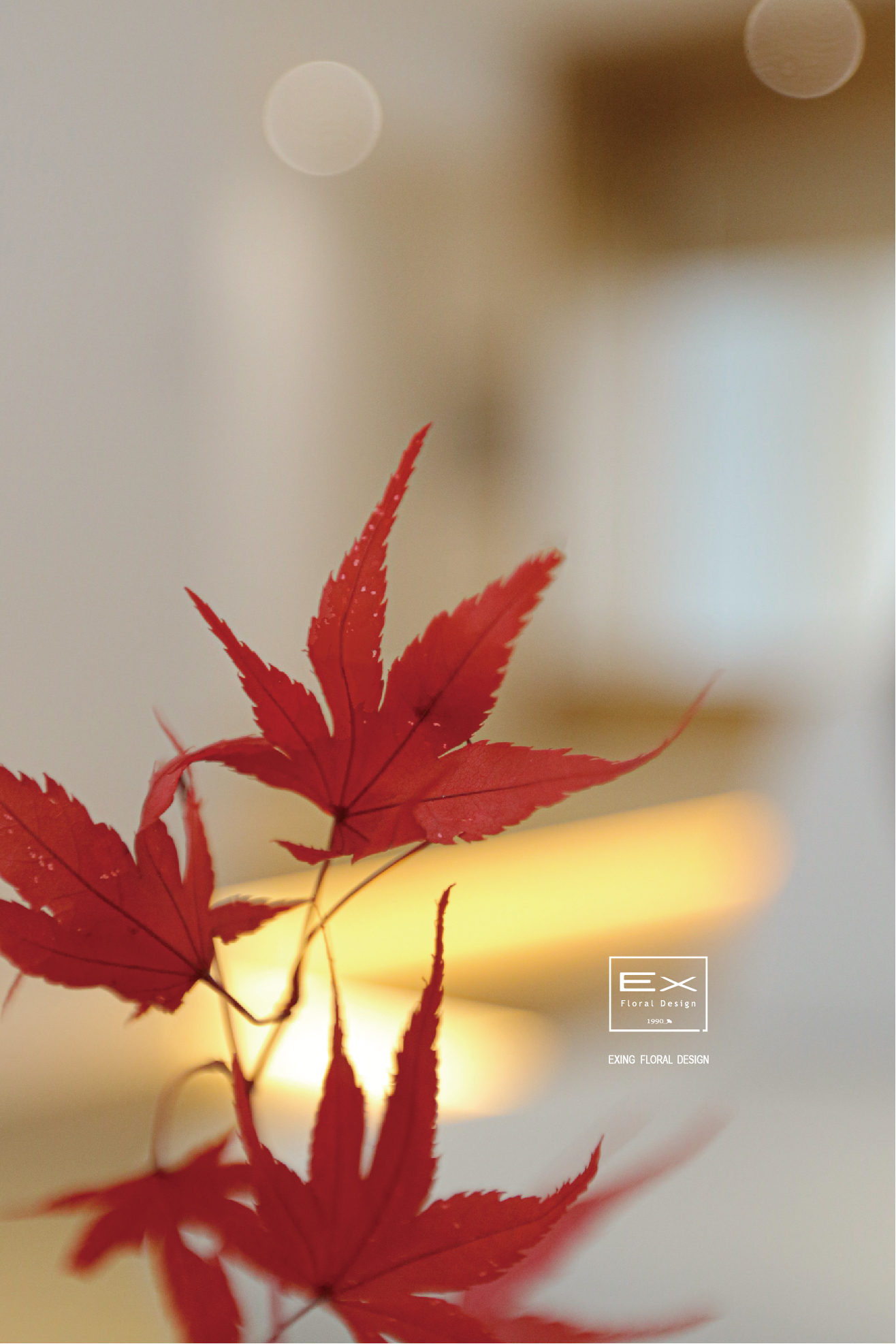 法蘭楓香｜永生花 不凋花