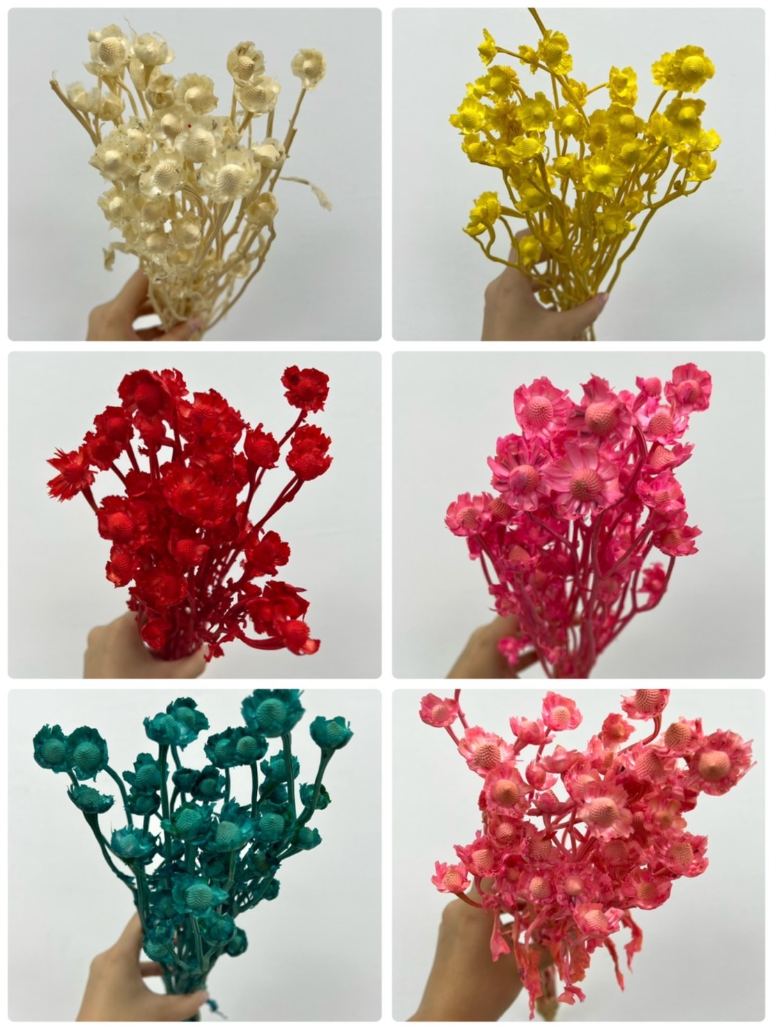 南非迷你小太陽