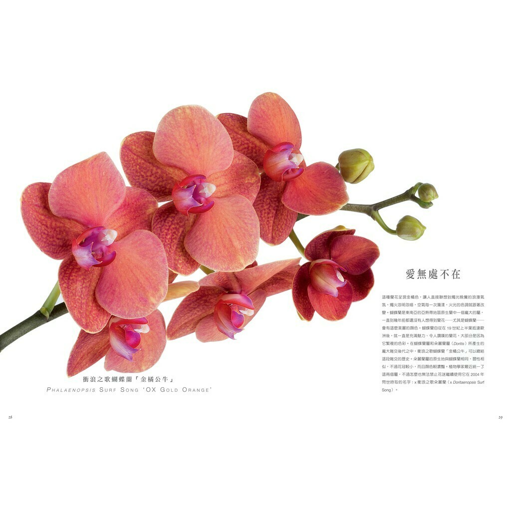 國家地理 蘭花_安娜‧瑪麗亞‧波提切利/撰文；法比歐‧佩特羅尼/攝影