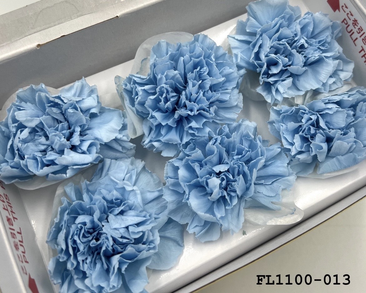 日本不凋中輪康乃馨 FL1100-013