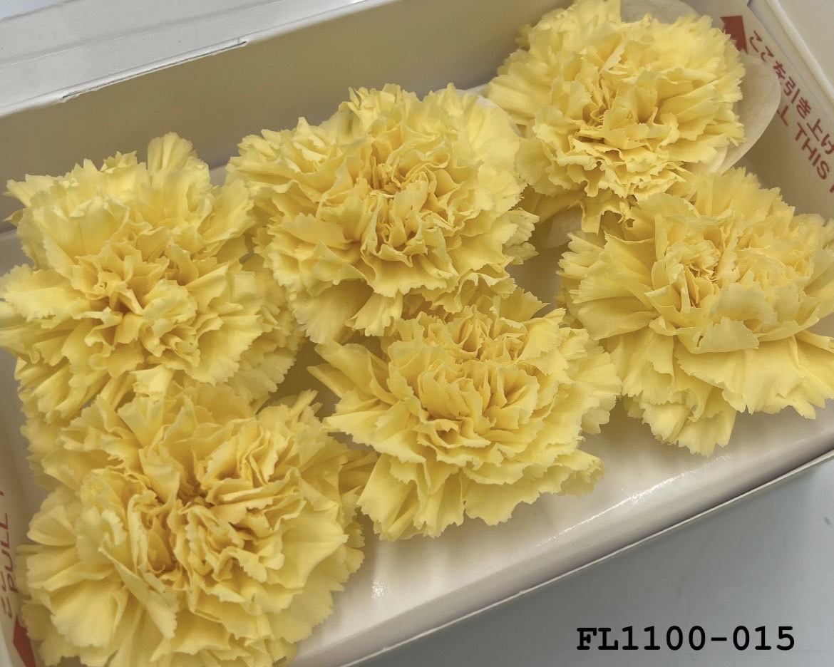 日本不凋中輪康乃馨 FL1100-015