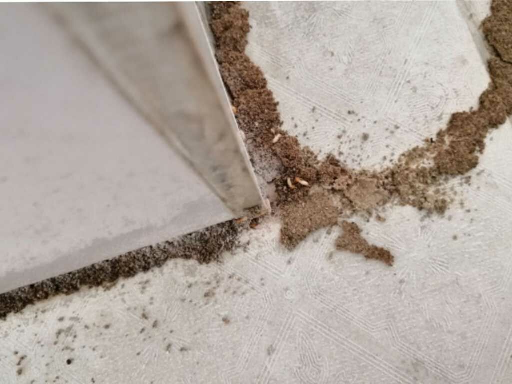 家白蟻就是乾木白蟻嗎？台灣白蟻3種類介紹